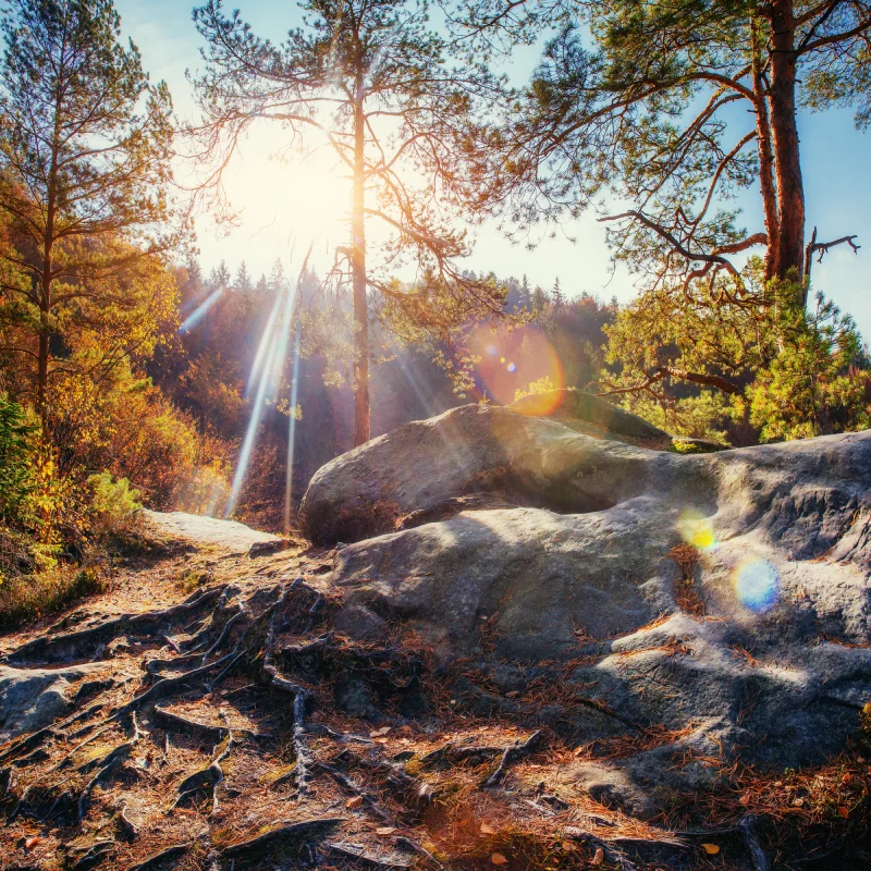Lichtung im Wald