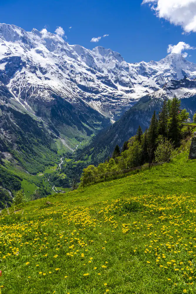 dyllische Alpenwiese mit Gelbblüten vor schneebedeckten Bergen, fördernd für Achtsamkeit und ganzheitliche Gesundheit